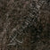 Dark Brown Mixed w/ 10~15% Gray